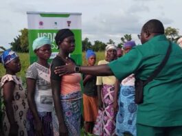 drought-resistant cowpea