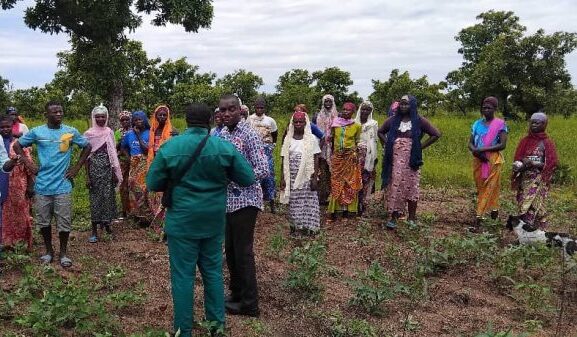 drought-resistant cowpea